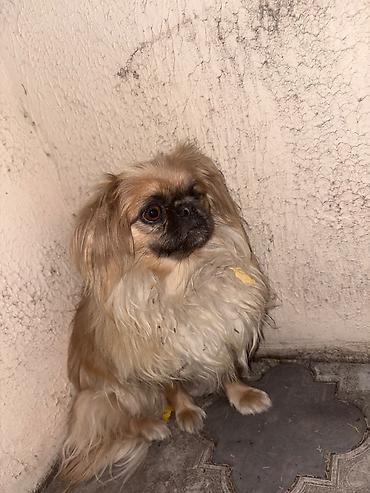 tap az qaz balalari: Pekines, 4 ay, Erkək, Ünvandan götürmə — 4