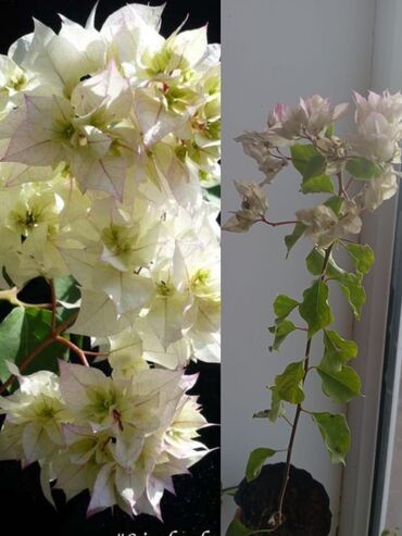 Китайская роза (Гибискус): Китайская роза (Гибискус) — 7