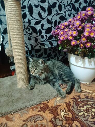 нашли кошку: Бесплатно, отдадим кота в добрые руки! Кот кастрированный, домашний