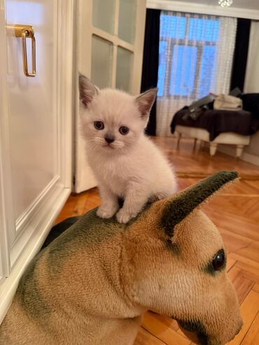 Pişiklər: Şotland yastı qulaq, Erkək, Dişi, Yaxşı əllərə, Ünvandan götürmə, Pulsuz çatdırılma, Ödənişli çatdırılma — 131