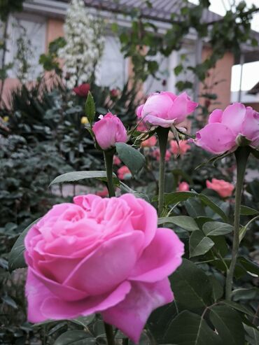 Продажа домов: Дом, 1441 м², 8 комнат — 36