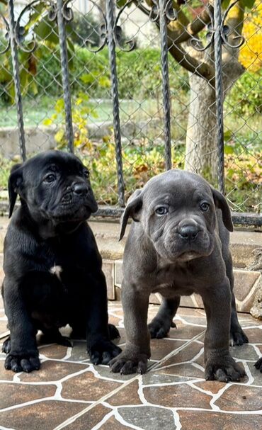 İtlər: Kane-Korso — 1