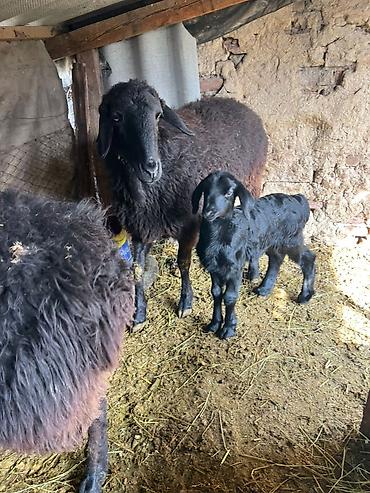 Баран, овца: Продаю | Овца (самка) | Для разведения | Матка — 2