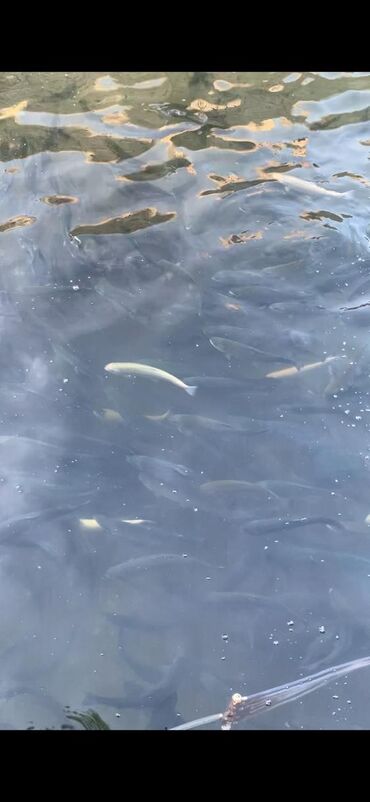 Tebi temiz axar suda beslenimiş (Diri) farel balıqı 350-500 qram arası