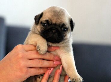 Psi: Na prodaju štenci mopsa, pažljivo vakcinisani i očišćeni od parazita — 6