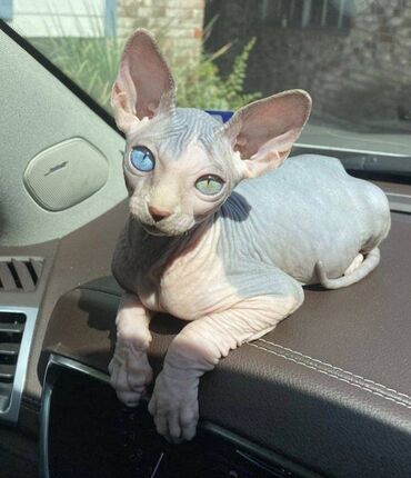 Adorable Sphinx kitten available Beautiful Sphinx kitten with FCI