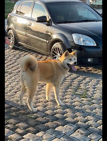 Akita-inu, 1 il, Erkək, Peyvəndli, Ünvandan götürmə