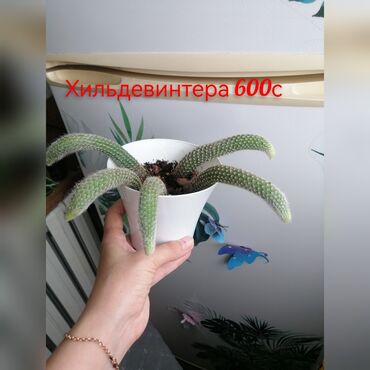 садовый дом: Другие комнатные растения