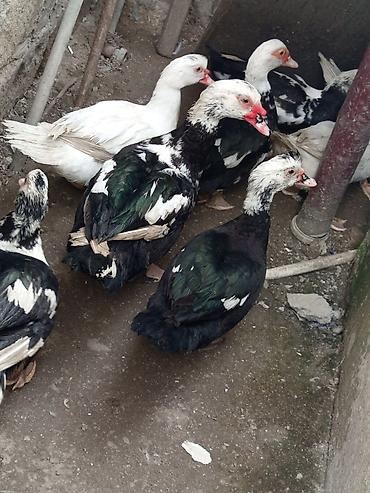 Ördəklər: Dişi, | Lal ördək, Ətlik — 1