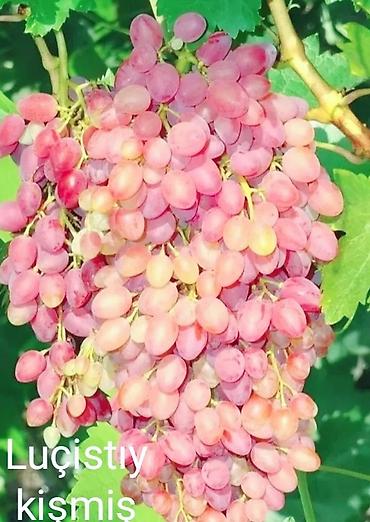 Meyvə və giləmeyvə: Məhsul: Qırmızı/çəhrayı süfrə üzümü (salxım) - Böyük, sıx salxımlar; — 20