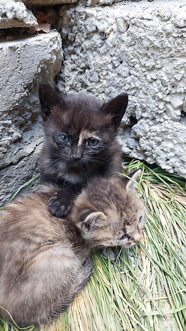 ev pişiyi satışı: Yaxşı əllərə — 3