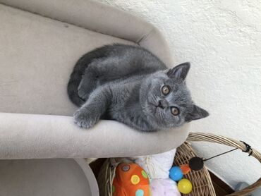 Pişiklər: Şotland, Dişi, Erkək, Ünvandan götürmə — 19