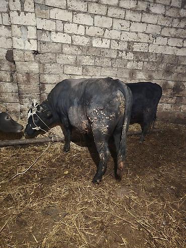 Inəklər, öküzlər: Heyvanlar satılır - Növ: iribuynuzlu mal-qara - Şəkillərdə iki baş — 11