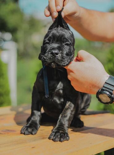 Psi: Postanite vlasnik jednog od naših vrhunskih Cane Corso štenaca — 2