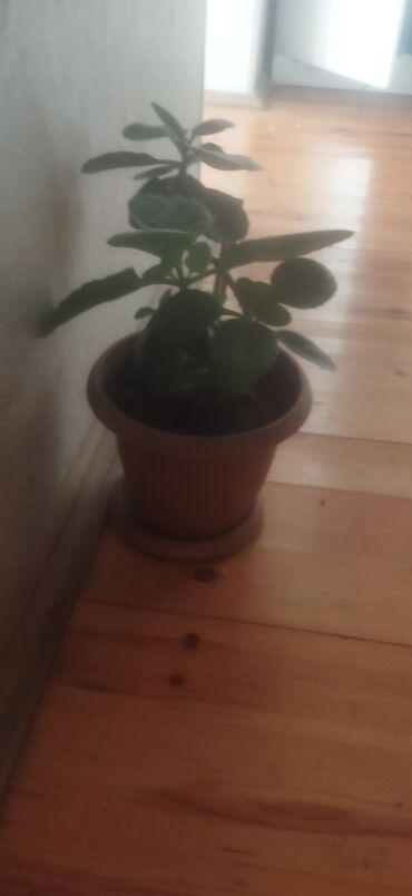 Otaq bitkiləri: Satış üçün müxtəlif otaq/balkon bitkiləri seti. razılaşma yolu ilə -da lalafo.az — 7 Otaq bitkiləri: Satış üçün müxtəlif otaq/balkon bitkiləri seti. razılaşma yolu ilə — 7