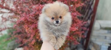 trixie jakna za pse: Minijaturni stenci pomeranca slobodni za preuzimanje, sa kompletnom