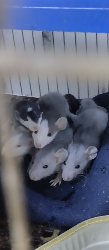 домашняя крыса: Продам крысок Дамбо .
разного окраса и возраста