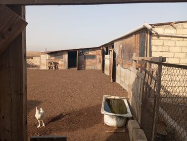 Kommersiya daşınmaz əmlakının satışı: 12 sotun içində Həyətyanı ferma satılır. 70 baş iri buynuzlu mal -da lalafo.az — 8 Kommersiya daşınmaz əmlakının satışı: 12 sotun içində Həyətyanı ferma satılır. 70 baş iri buynuzlu mal — 8