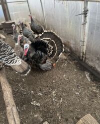 охотничый собака: Сатам | Ургаачы күрп (ургаачы), Эркек күрп | Көбөйтүү үчүн | Асыл тукумдуу