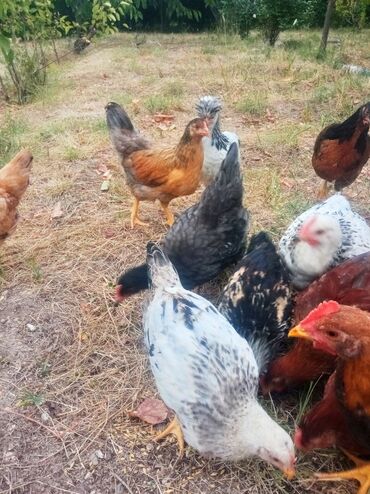 Inəklər, öküzlər: Toyuq cücələri, Ətlik, Ünvandan götürmə, Ödənişli çatdırılma