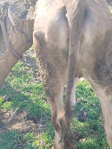 Коровы, быки: Продаю | Тёлка | Полукровка | На откорм | Привязанные — 9