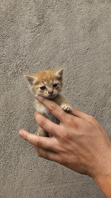 Кошки: Кошка даром: Беспородная, 3 месяца, Девочка, Приучена к лотку — 2