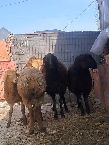 Баран, овца: Продаю | Овца (самка) | Для разведения | Матка — 1