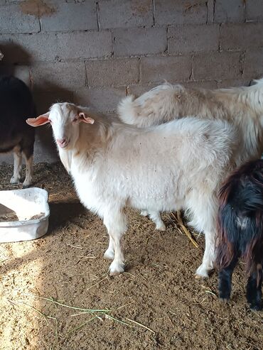 домик для кошки многоуровневый: Козел заненской породы,для разведение