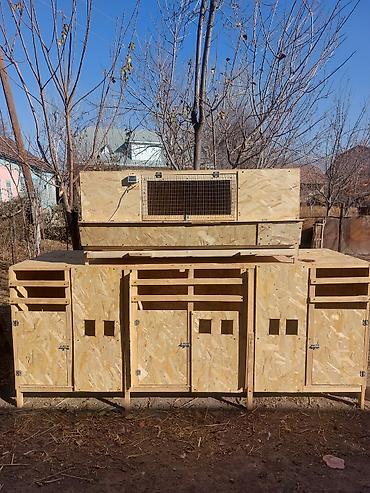 Товары и оборудование для с/х животных: Жөжөлөрго Бурдерлер Жөжө Капас Бар жөжөгө Ар кыл размер ар кыл баада at lalafo.kg — 13 Товары и оборудование для с/х животных: Жөжөлөрго Бурдерлер Жөжө Капас Бар жөжөгө Ар кыл размер ар кыл баада — 13