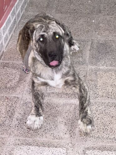 İtlər: Qurdbasar, 4 ay, Erkek