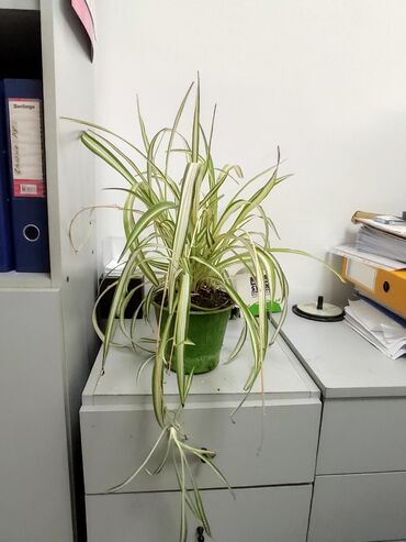 сколько стоит аквариум: Набор фикусов: мокламе, твилайт и Даниэль 700 сом Вариегатный взрослый