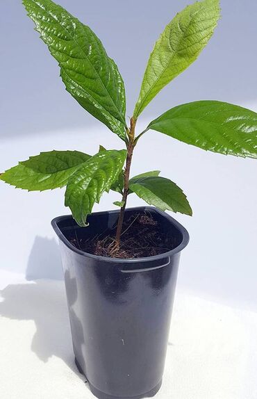 Tinglər: Yapon əzgili Yapon ezgili demək olar hər ölçüdə var. 5 sm 15 sm 30 sm — 6