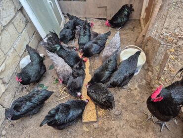 Ördəklər: Toyuq, Australorp, Damazlıq, Ünvandan götürmə, Ödənişli çatdırılma