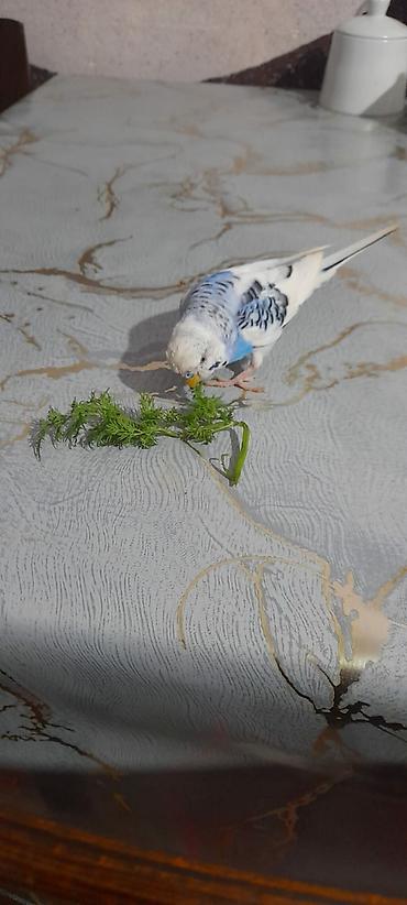 Tutuquşları: Ələ öyrəşmiş quşdu fikri ciddi olan vatcapa yazsin sumqayìt — 1