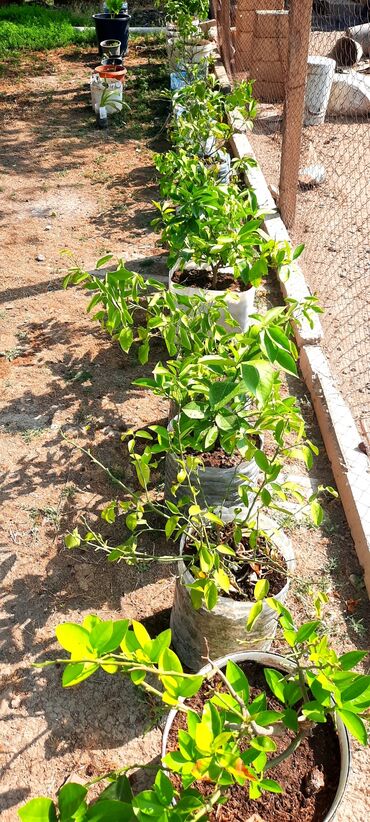 dibceklerin satisi: Salam limon ağacı🍋 satılır lazım olsa müraciyət eləsin xaiş edirik