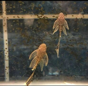 akvarium baliq: Ancistrus balaları satilir L144 hər bir olcudə var 2sm olanalar 2