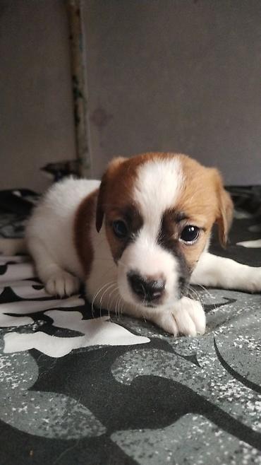 ev itleri ucuz: Çixuahua, 1 ay — 7