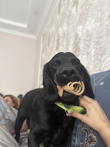 Başqa xidmətlər: Cocker spaniel Cütləşməyə dişi axtarırıq Unvan binə qəsəbəsi. Alex — 16