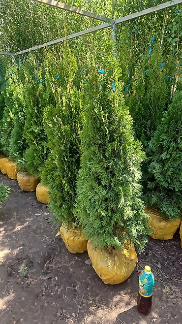 Семена газона: Газонные семена и почвосмеси для газона - Марки: Green Field — 13