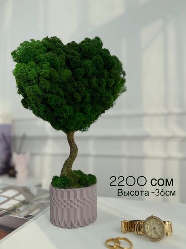 Декоративные цветы: В переводе с японского Бонсай означает «дерево, выращенное в блюде» at lalafo.kg — 67 Декоративные цветы: В переводе с японского Бонсай означает «дерево, выращенное в блюде» — 67