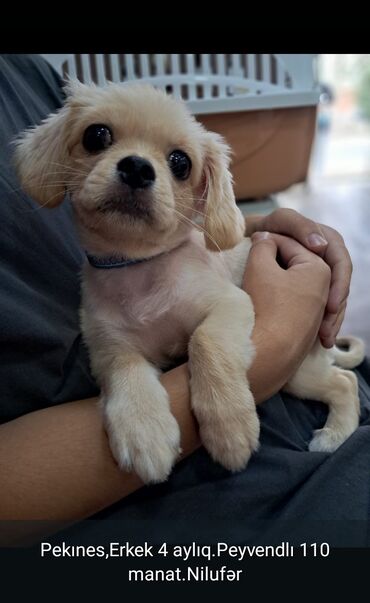 İtlər: Pekines, 4 ay, Erkek