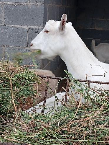 кролик белый: Продаю | Коза (самка) | Зааненская | Для молока — 2
