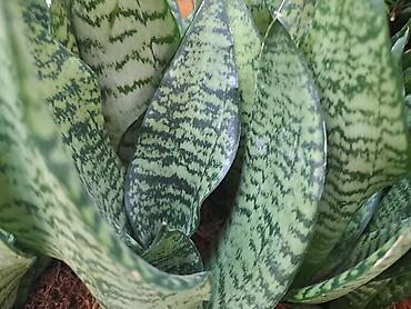 Ostale kućne biljke: Zamija sa prve slike je 800, Zamija sa druge je 1500, Chlorophytum sa — 10