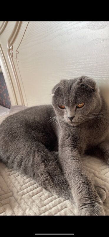 для кошек домик: Продаю .Шотландская вислоухая кошка (Scottish Fold). Возраст 2 года