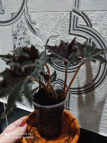 Другой декор и предметы интерьера: Распродажа Денежное дерево, толстянка, Поливать 1-2 раза в неделю — 30