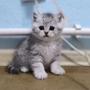 шотландский кот: Скотиш Страйт (Шотландская прямоухая), 1 месяц, Девочка, Серебристая шиншилла, С документами