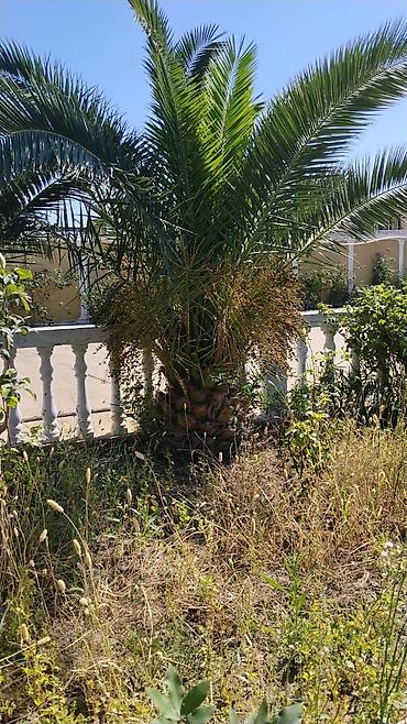 xurma palması: Dekorativ xurma (palm) ağacı - Növ: Bəzək məqsədli xurma palmaları — 1
