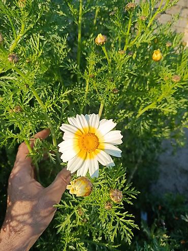 хонча новруз: Payızgülü (Chrysanthemum coronarium) – dekorativ, yeməli yarpaqlı və — 4