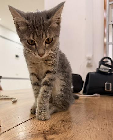 серая кошка: 3 месяца, Девочка, Серый, Приучена к лотку — 3