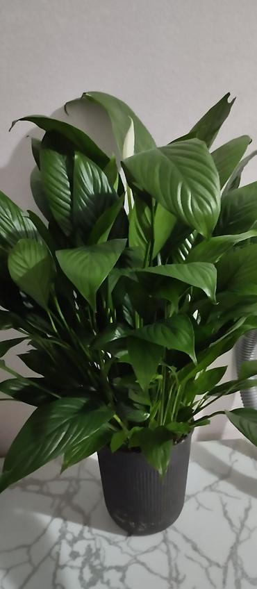 Женское счастье (Спатифиллюм): Комнатные растения — декоративнолистные сорта 1) Спатифиллум (на фото — 1